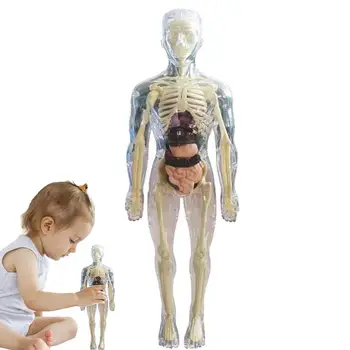 Играчки; Интерактивна 3D модел на орган на човешкото тяло; Реалистична мека анатомическая модел на човешкото тяло; Образователни играчки; Свалящ кост орган