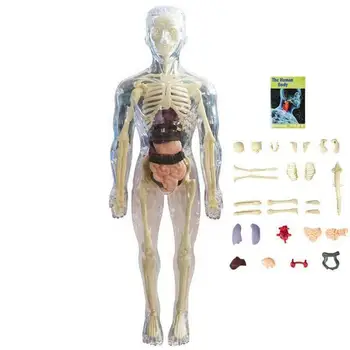 Видима модел на човешкото тяло, 3D модел на човешкото тяло, за деца, меко човешкото тяло, реалистична анатомия, кукла, подвижни орган, кост, на възраст от 4
